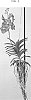 Vanda%20spp.%20Jones%20ex%20R.%20Br.%20%27SPCDW1712%27