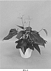 Anthurium%20andraeanum%20L.%20%27ANTHOSZMO%27