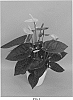Anthurium%20andraeanum%20L.%20%27ANTHEUYK%27