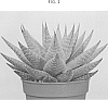 Haworthia%20limifolia%20x%20Aloe%20vera%20%27AMIHAW1613%27