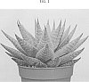 Haworthia%20limifolia%20x%20Aloe%20vera%20%27AMIHAW1613%27