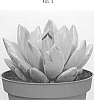 Echeveria%20lilacina%20x%20Pachyphytum%20oviferum%20%27AMIECH1702%27