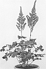 %28Astilbe%20chinensis%20x%20Astilbe%20japonica%29%20X%20Astilbe%20x%20arendsii%20%27Vision%20Vulcano%27