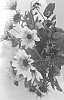 Helianthus%20x%20hybridus%20%27TMSNBLEV01%27