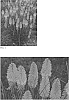 Kniphofia%20hybrida%20%27Backdraft%27