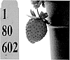 Strawberry%20cultivars