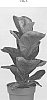 Ficus%20lyrata%20%27BAMBINO2%27