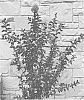 Lagerstroemia%20indica%20%27JM2%27