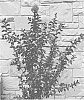 Lagerstroemia%20indica%20%27JM2%27