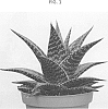 Aloe%20aristata%20x%20Haworthia%20limifolia%20%27AMIAL%201601%27