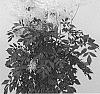 Astilbe%20japonica%20%27Mojito%27