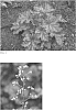 Heuchera%20hybrid%20%27Peachberry%20Ice%27
