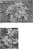 Heuchera%20hybrid%20%27Peachberry%20Ice%27