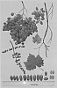 Vitis%20vinifera%20%27Sheegene%20102%27
