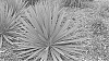 Yucca%20filamentosa%20x%20Yucca%20pallida%20%27Silver%20Anniversary%27