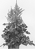 Astilbe%20arendsii%20%27Heavy%20Metal%27
