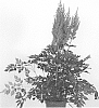 Astilbe%20chinensis%20%27Harvandermeerrubyred%27