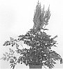 Astilbe%20chinensis%20%27Harvandermeerrubyred%27