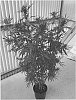 Cannabis%20plant%20named%20%27Midnight%27