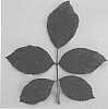 Rosa%20hybrida%20%27VLR002%27