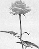Rosa%20hybrida%20%27KORone005%27