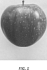 Malus%20domestica%20Borkh%20%27Temptation%27