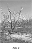 Pyrus%20communis%20L.%20%27Olsen%20Bosc%27