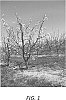 Pyrus%20communis%20L.%20%27Olsen%20Bosc%27