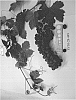 Vitis%20vinifera%20%27SV30-28-449%27
