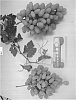 Vitis%20vinifera%20%27SV30-7-115%27