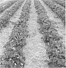 Fragaria%20x%20ananassa%20%27FF%201503%27
