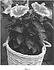 Hibiscus%20rosa-sinensis%20%27Lanwyaconda%27