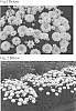 Leucanthemum%20x%20superbum%20%27Lemon%20Puff%27