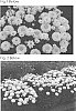 Leucanthemum%20x%20superbum%20%27Lemon%20Puff%27