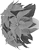 Euphorbia%20pulcherrima%20Willd.%20%27LAZZPONEO%27