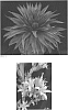 x%20Mangave%20hybrid%3B%20Manfreda%20times%20Agave%20%27Red%20Wing%27