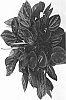 Peperomia%20caperata%20%27Brasilia%27