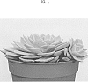 Echeveria%20hybrid%20%27TSAECH1825%27