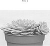 Echeveria%20hybrid%20%27TSAECH1825%27