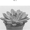 Echeveria%20hybrid%20%27TSAECH1826%27