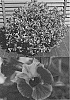 Torenia%20sp.%20%27Sunreni%20Sanimiya%27