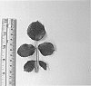 Rosa%20hybrida%20%27VLR001%27