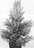 Cupressus%20macrocarpa%20%27Havfrego%27
