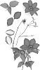 Clematis%20viticella%20%27Evipo083%27