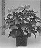 Hibiscus%20rosa-sinensis%20%27Lanchippewa%27