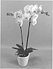 Phalaenopsis%20hybrid%20%27PHALGILAQ%27
