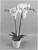 Phalaenopsis%20hybrid%20%27PHALGILAQ%27