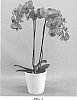 Phalaenopsis%20hybrid%20%27PHALFESFI%27