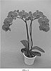 Phalaenopsis%20hybrid%20%27PHALGLAOR%27