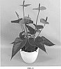 Anthurium%20andraeanum%20L.%20%27ANTHFANXOL%27